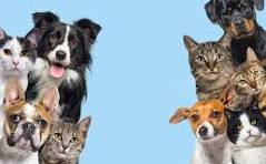 Animals & Pets
